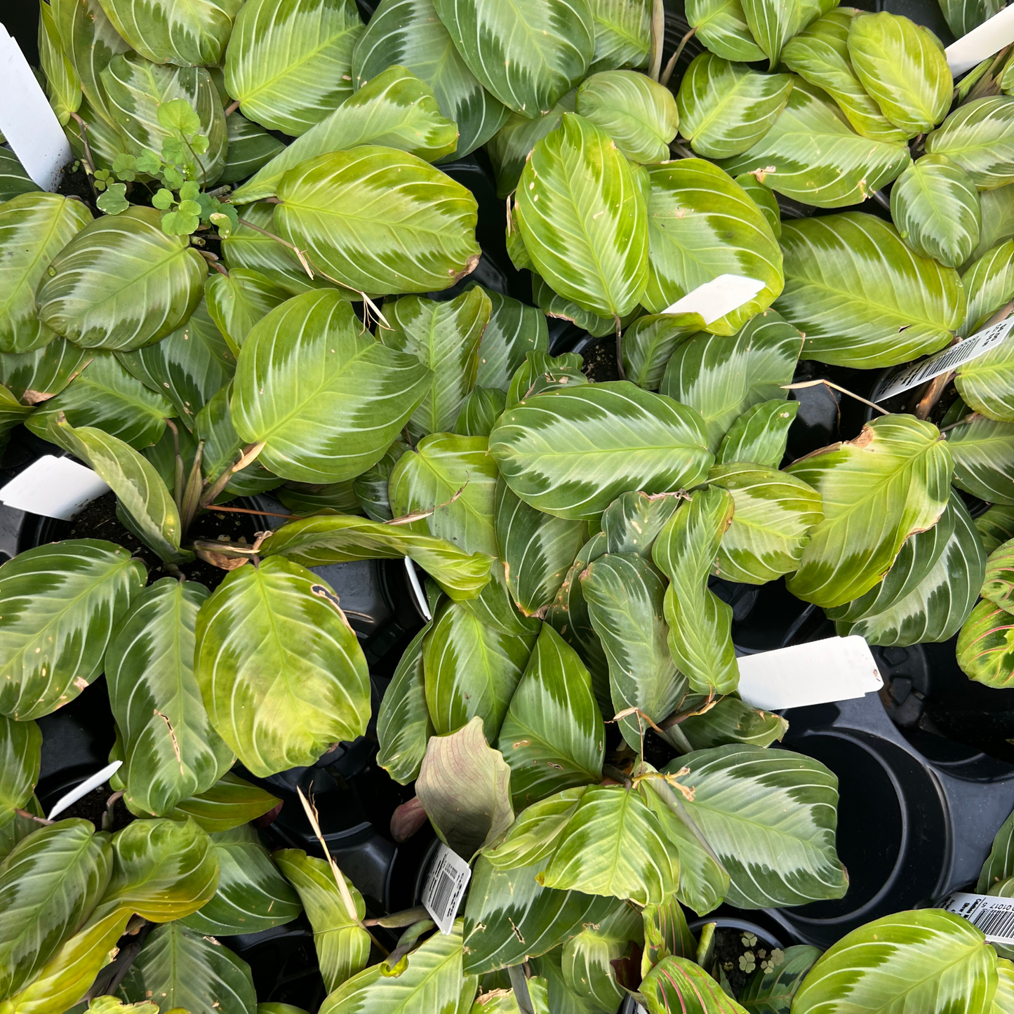 Calathea maranta Silver Band