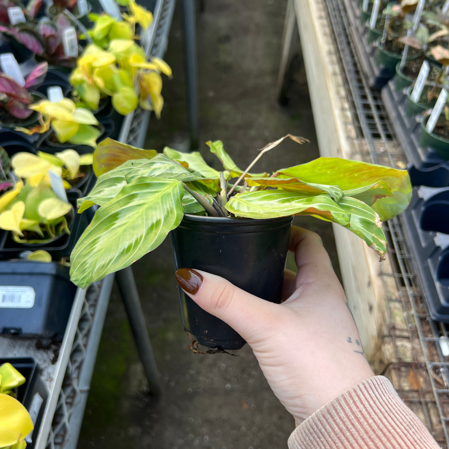 Calathea maranta Silver Band