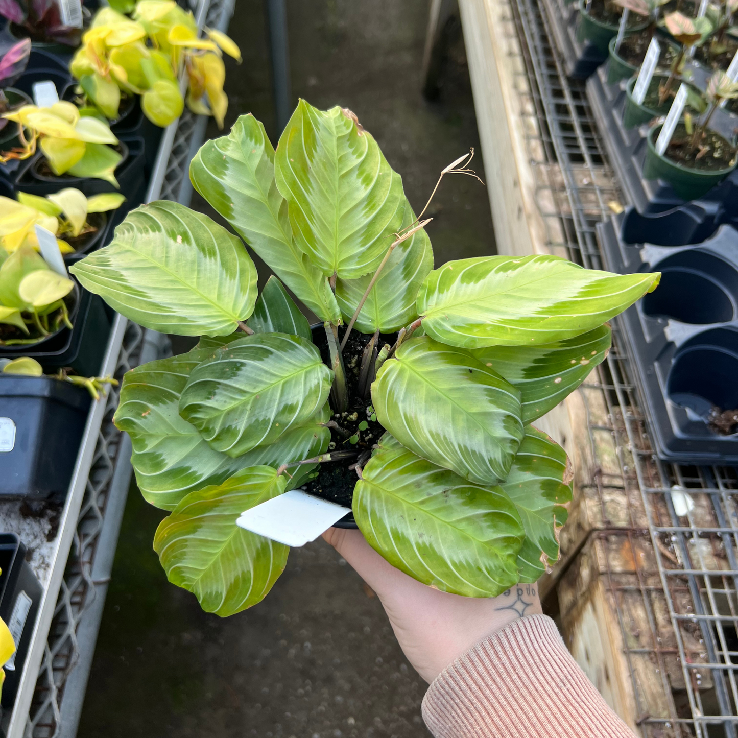 Calathea maranta Silver Band