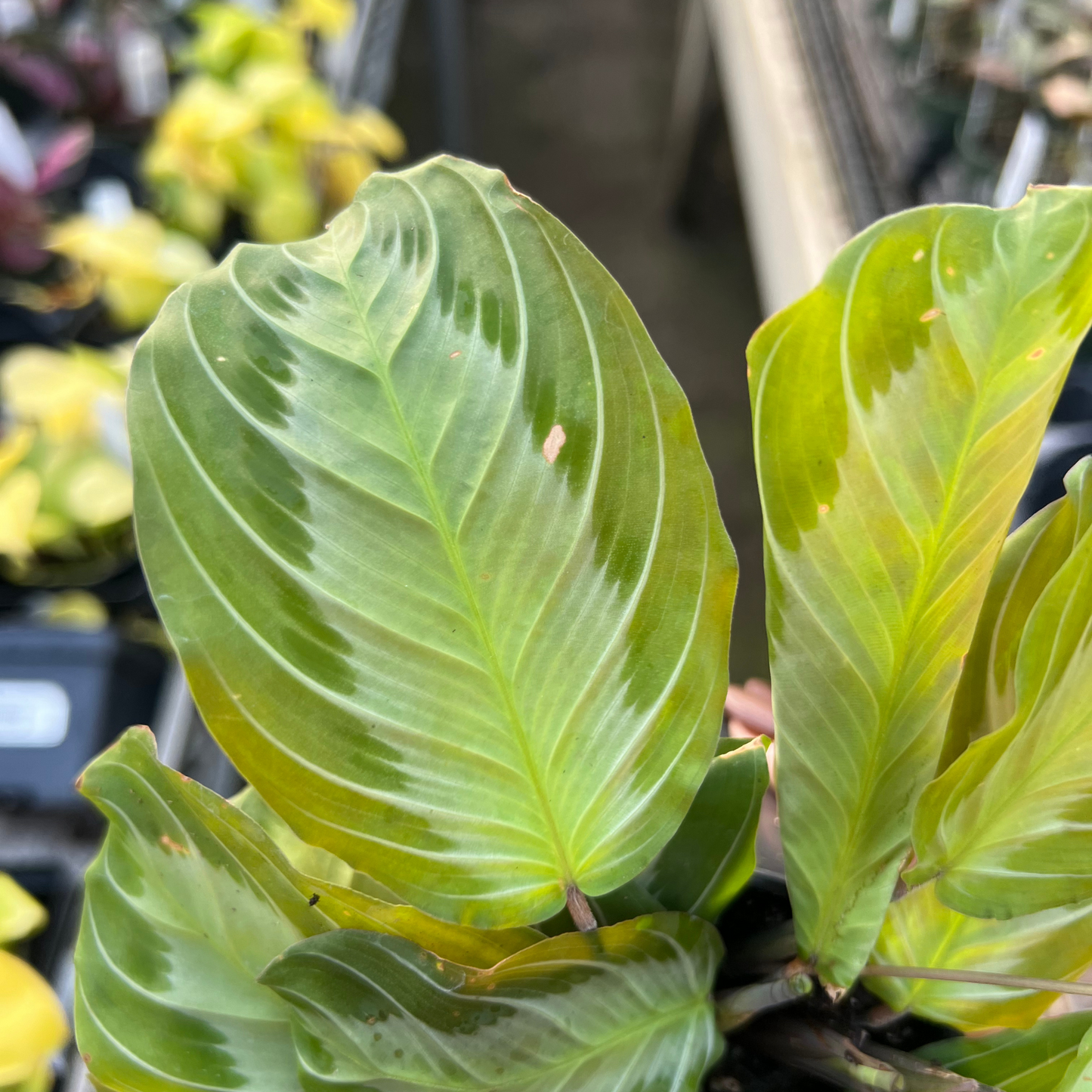 Calathea maranta Silver Band