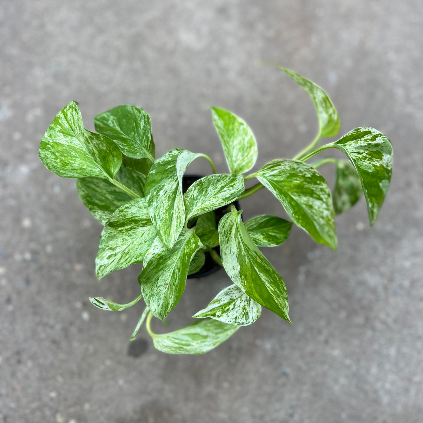 Marble Queen Pothos