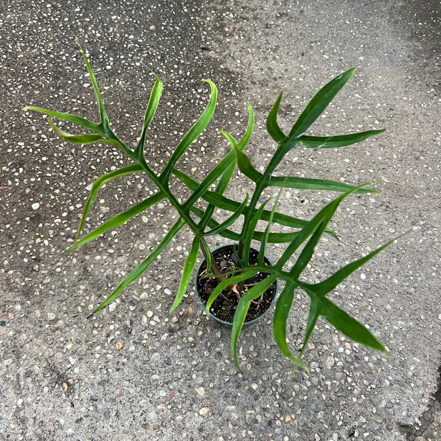 Philodendron tortum Wide Form