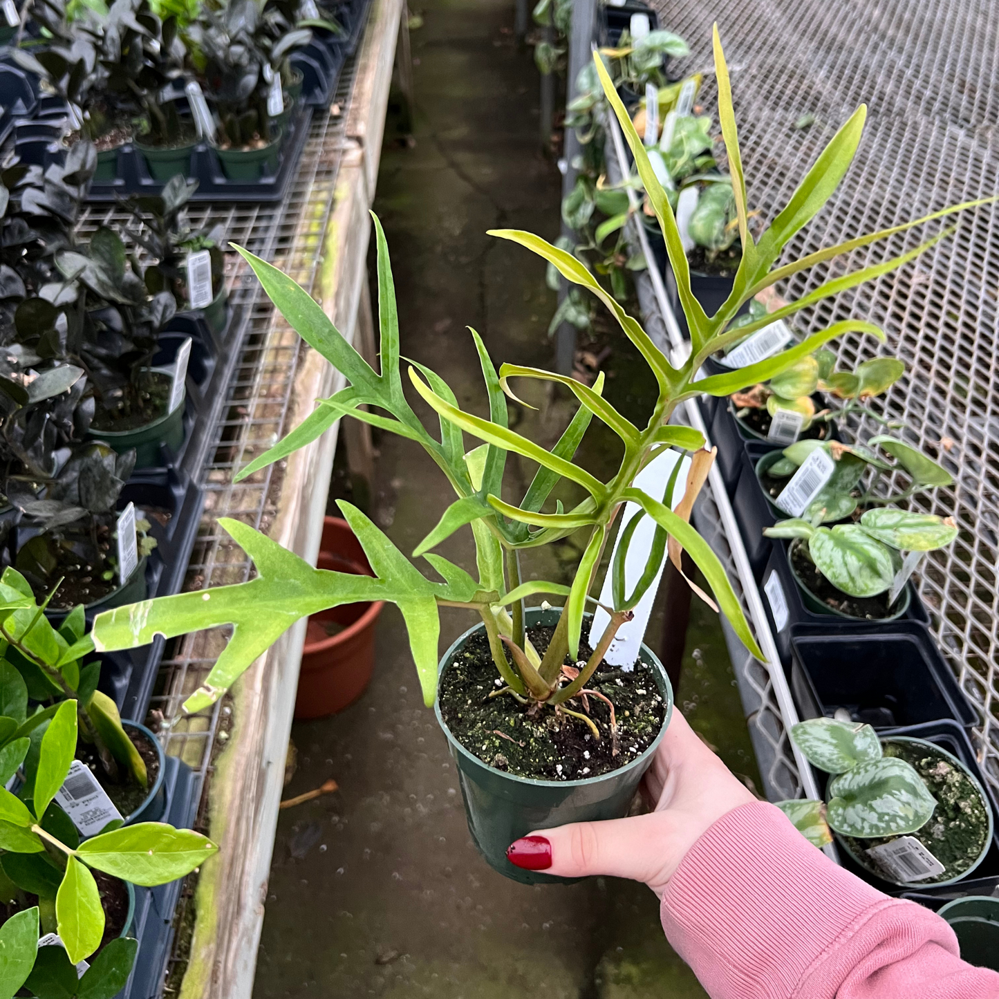 Philodendron tortum Wide Form