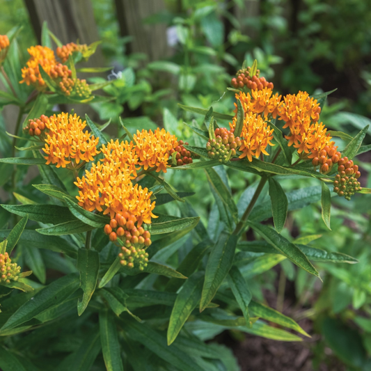 Asclepias tuberosa Butterfly Flower