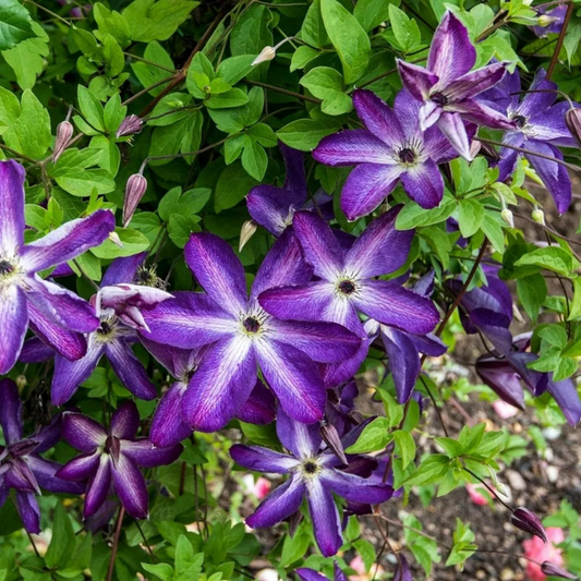 Clematis Venosa Violacea Purple Star