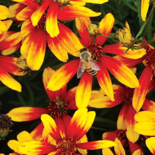 Coreopsis hybrida Lightning Bug