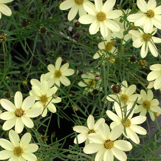 Coreopsis verticillata Moonbeam
