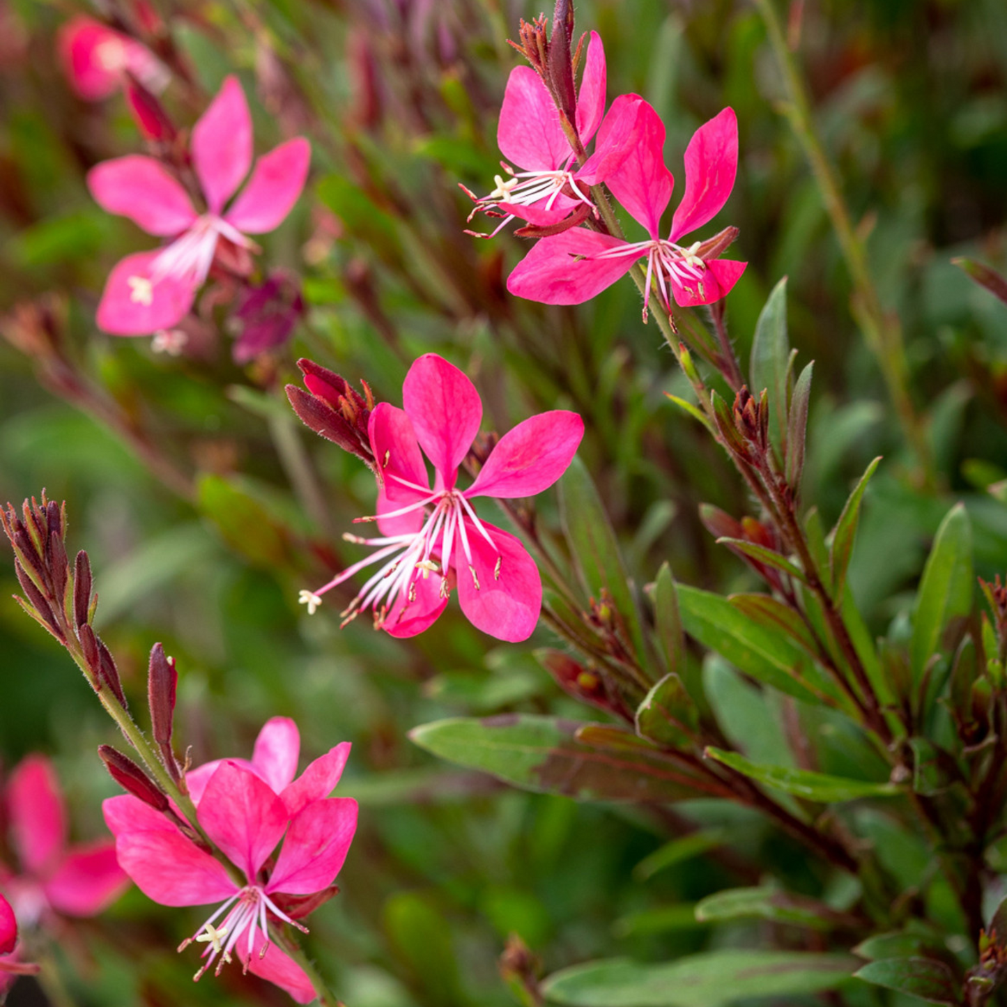 Gaura lindheimeri Whiskers Deep Rose