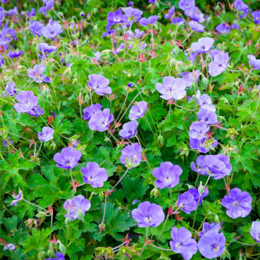 Geranium hybrid Rozanne