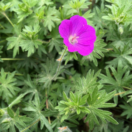 Geranium sanguineum Vision Violet