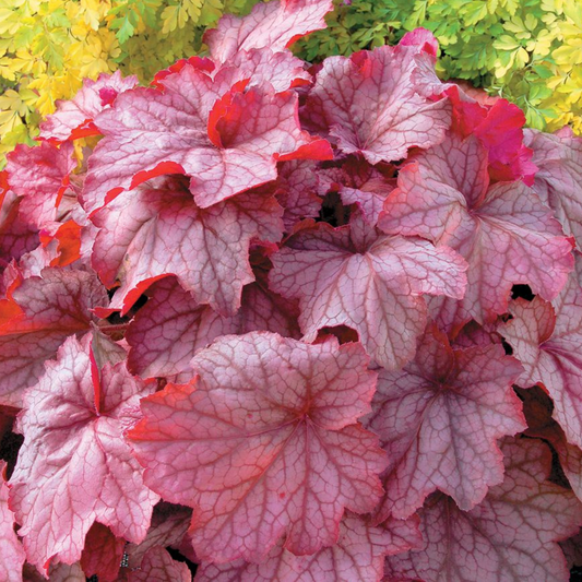 Heuchera Georgia Peach