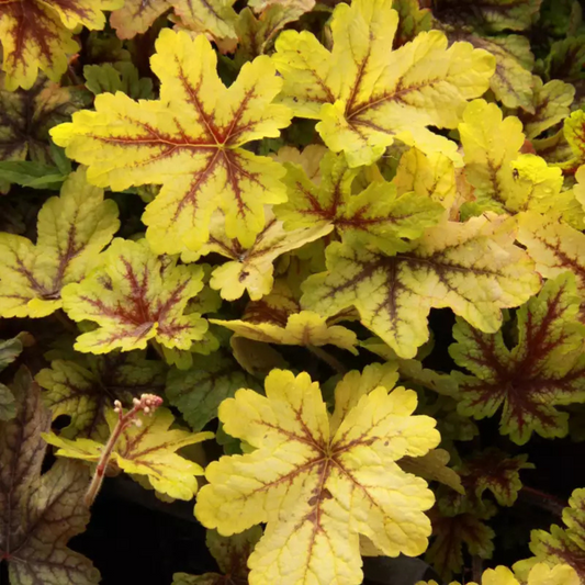 Heucherella Alabama Sunrise