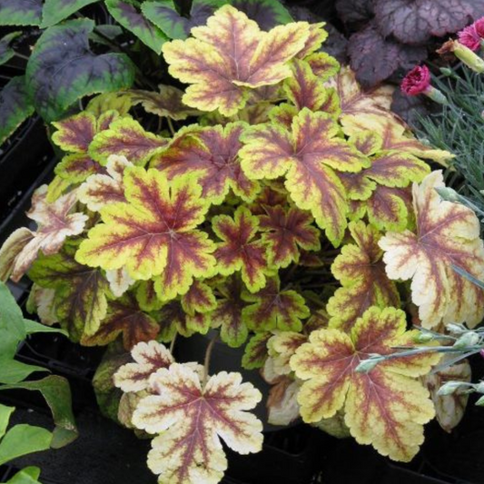 Heucherella Golden Zebra
