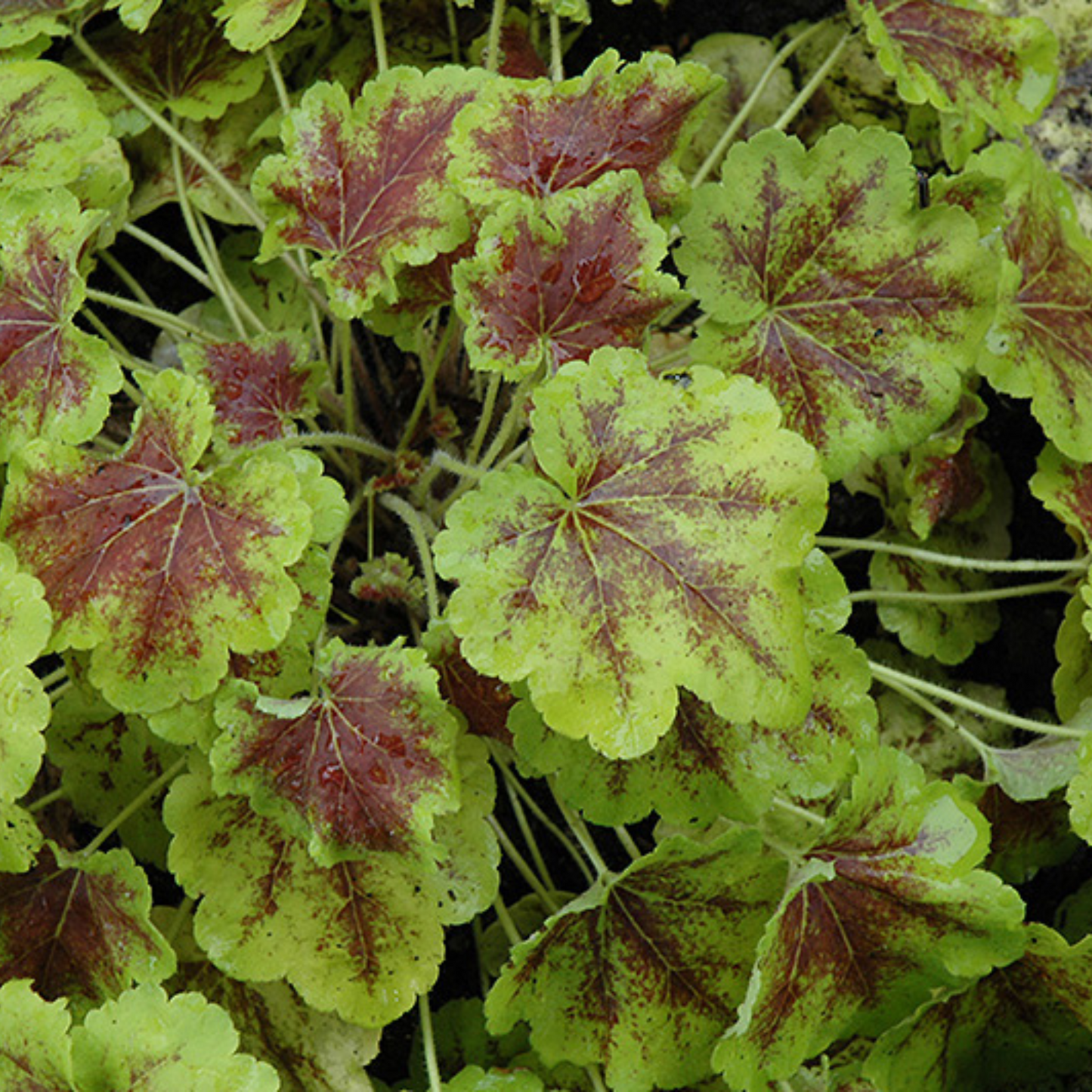 Heucherella Solar Eclipse