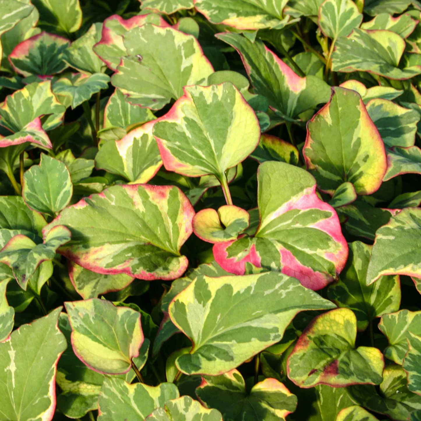 Houttuynia cordata Chameleon