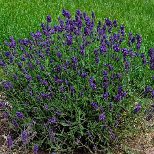Lavandula angustifolia Lavance Deep Purple