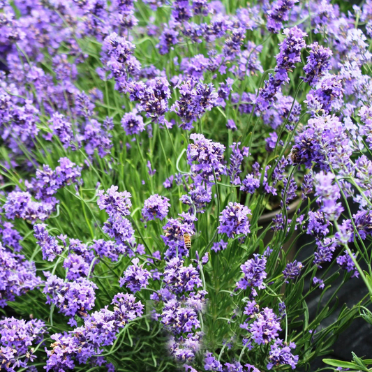 Lavandula angustifolia SuperBlue