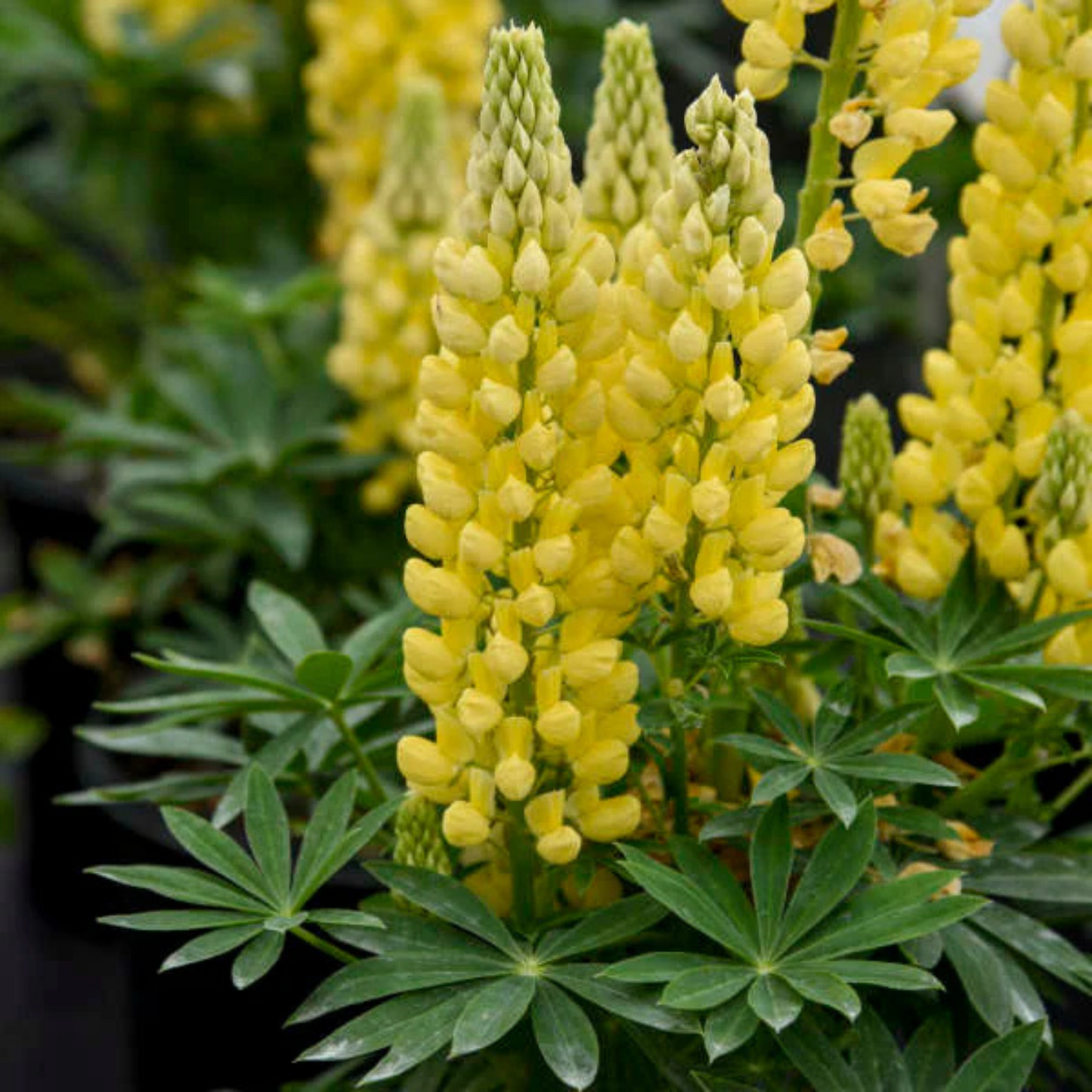 Lupinus polyphyllus Gallery Yellow