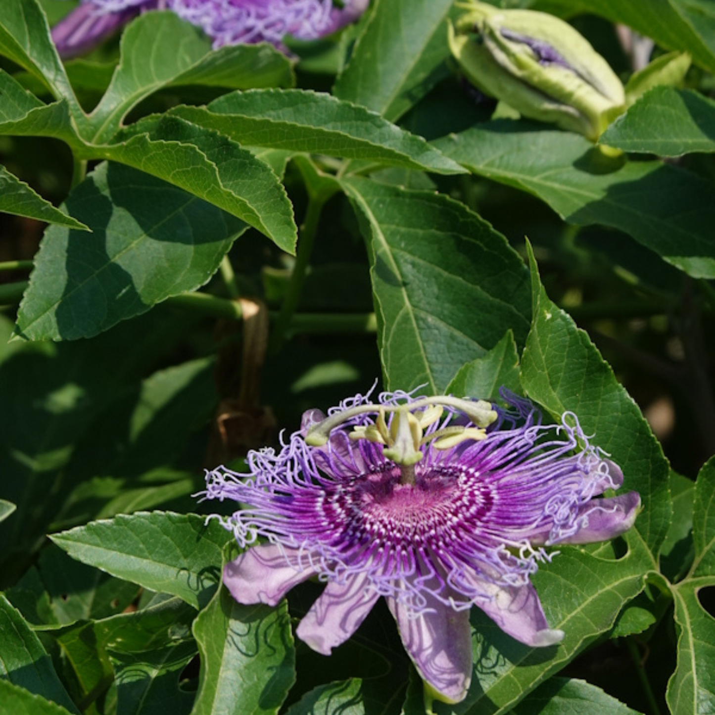 Passiflora incarnata x cinnicata Incense