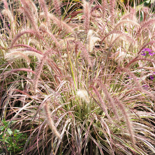 Pennisetum advena Cherry Sparkler