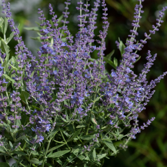 Perovskia atriplicifolia Bluesette