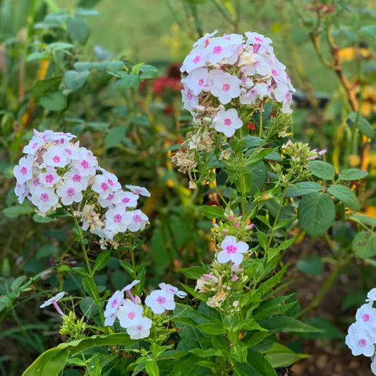 Phlox paniculata Cherry Cream