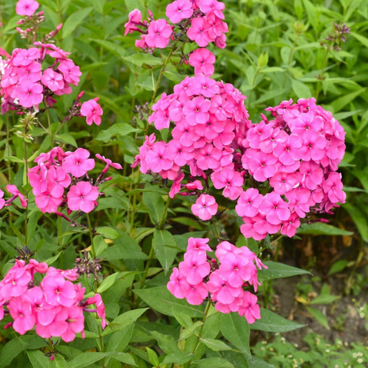 Phlox paniculata Flame Pink