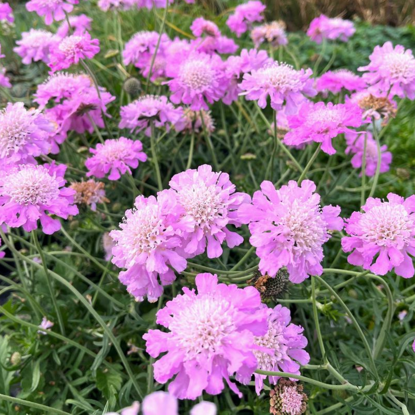 Scabiosa columbaria Pink Mist