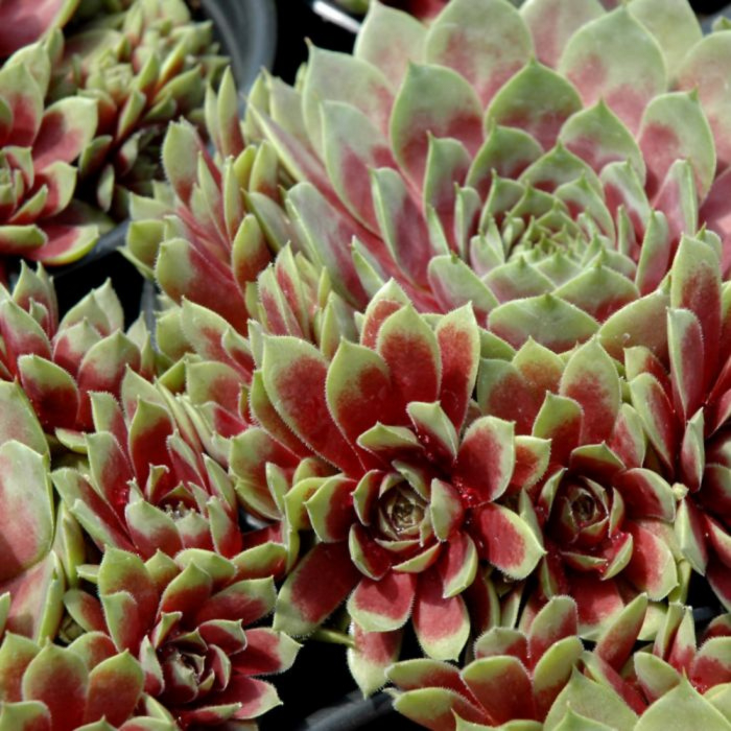 Sempervivum Commander Hay