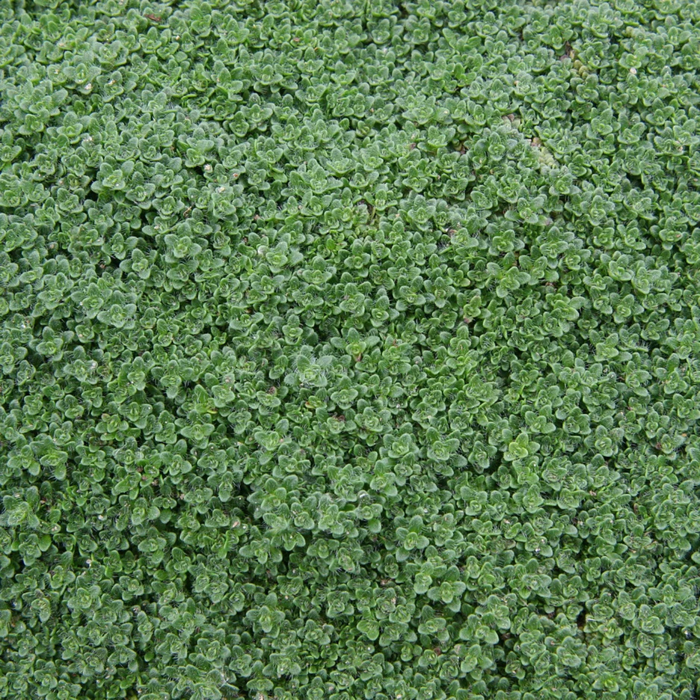 Woolly Thyme