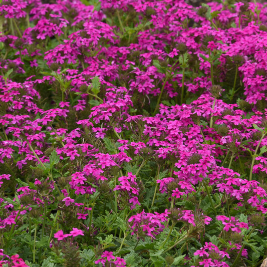 Verbena canadensis Homestead Hot Pink