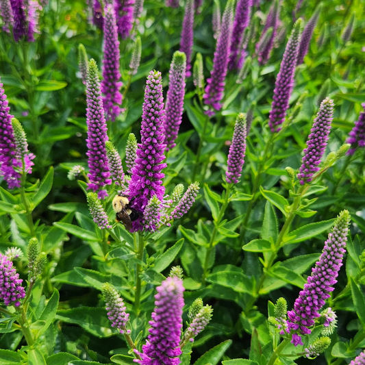 Veronica hybrida Very Van Gogh