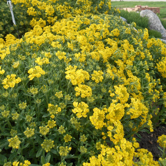 Alyssum wulfenianum Golden Spring