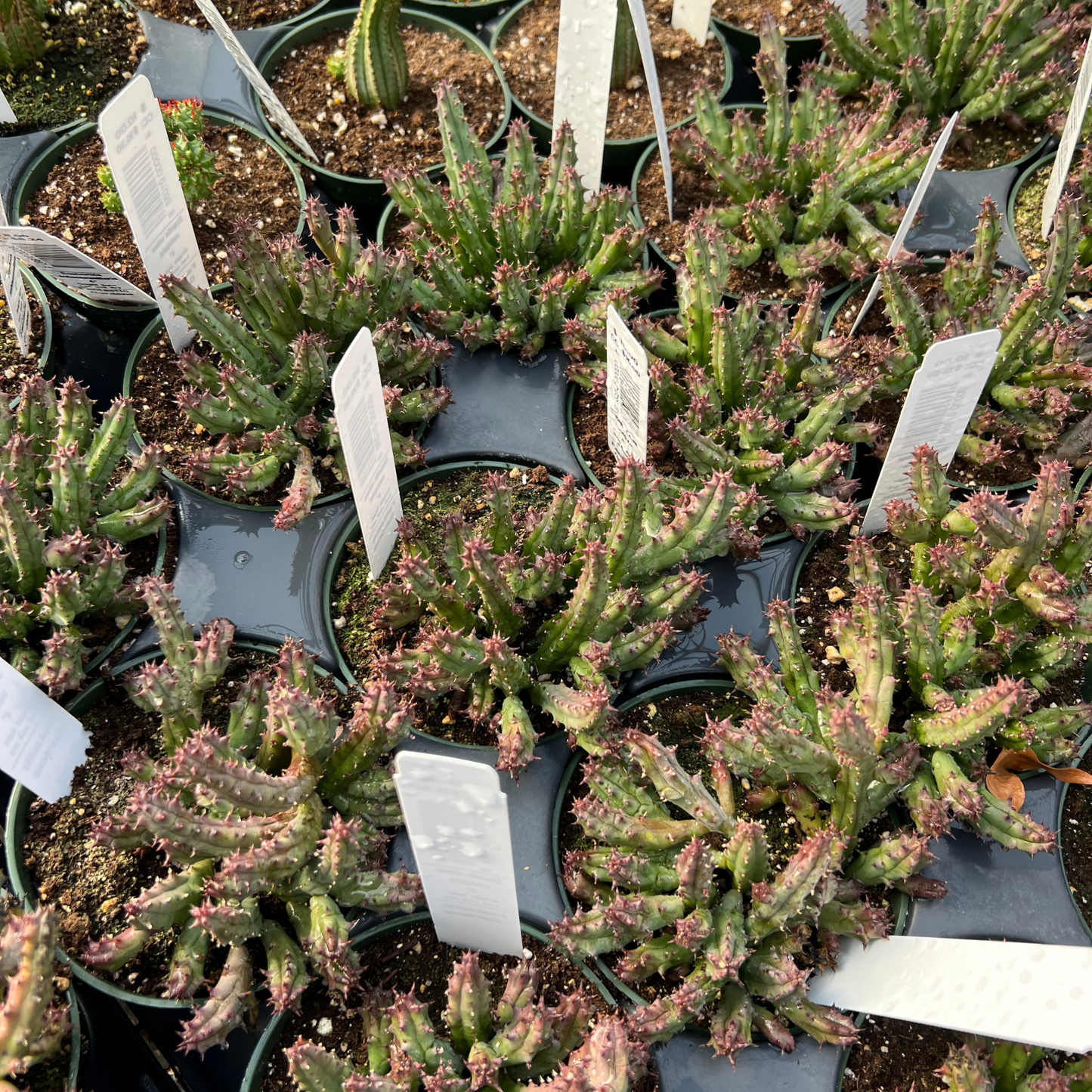 Stapelia orbea variegata