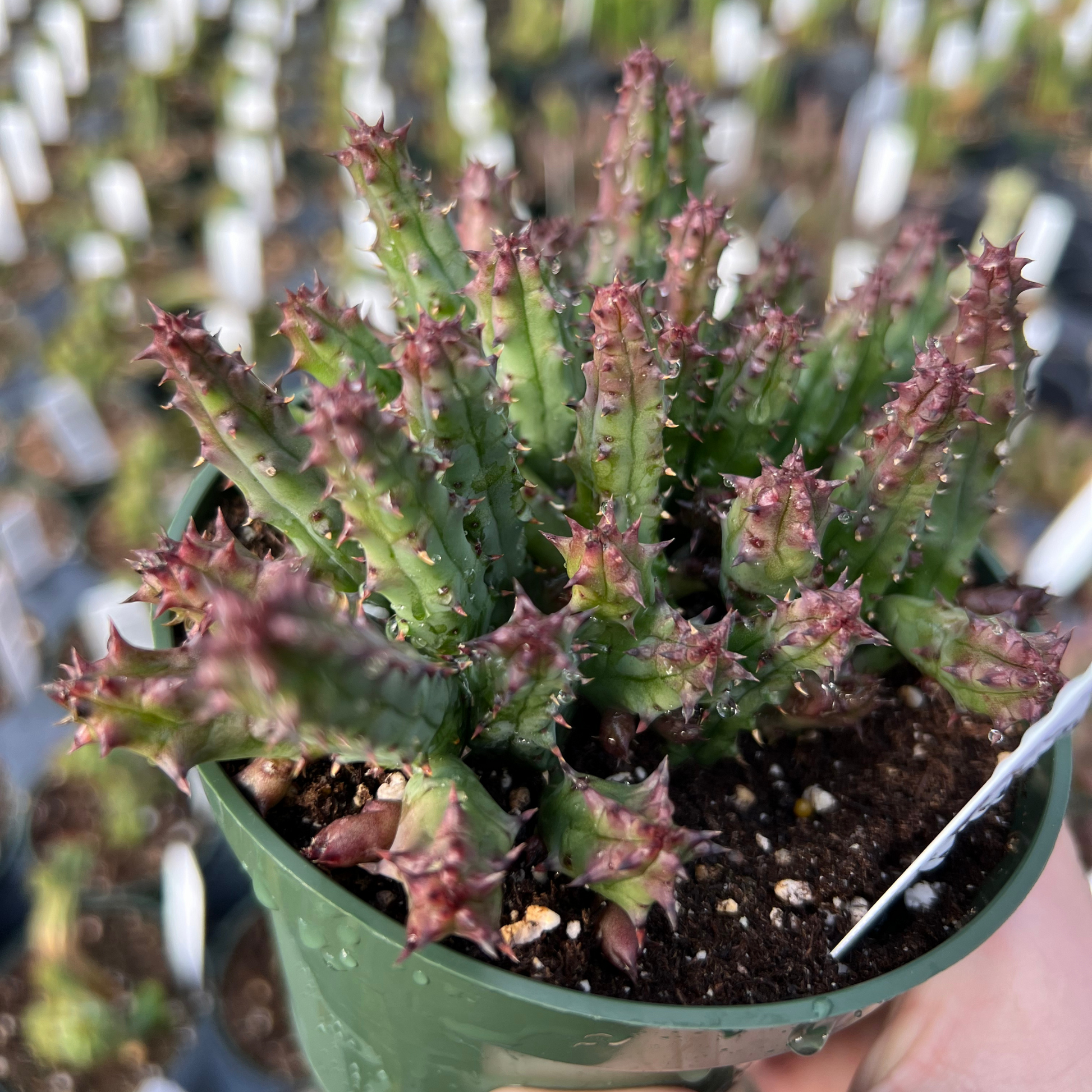 succulents stapelia Stapelia orbea variegata