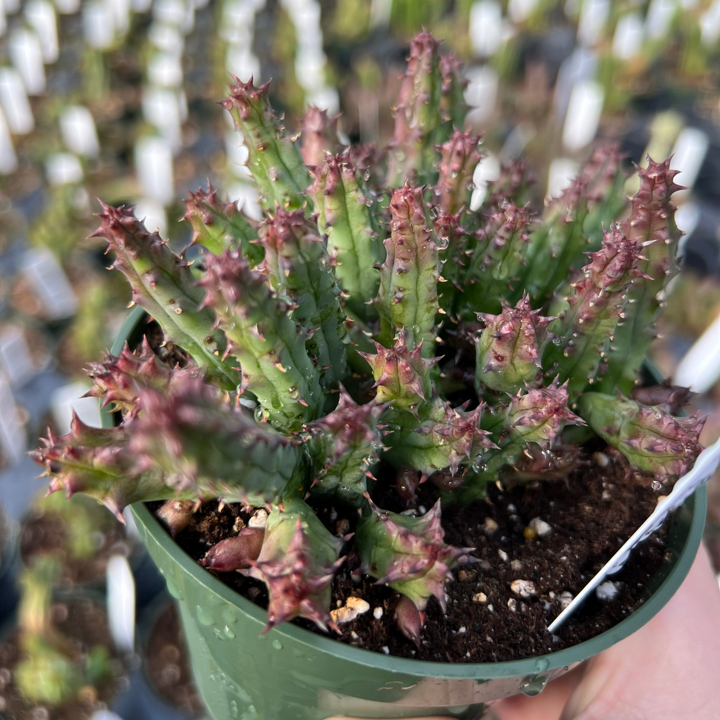 Stapelia orbea variegata