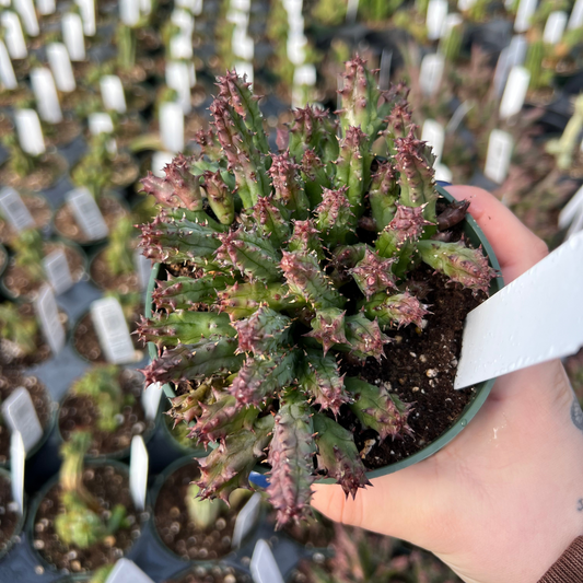 Stapelia orbea variegata