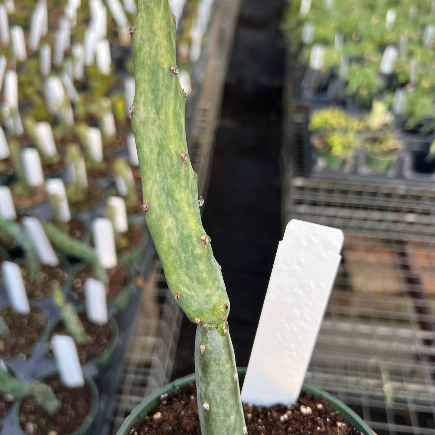 Euphorbia monvillea spegazzino monstrose