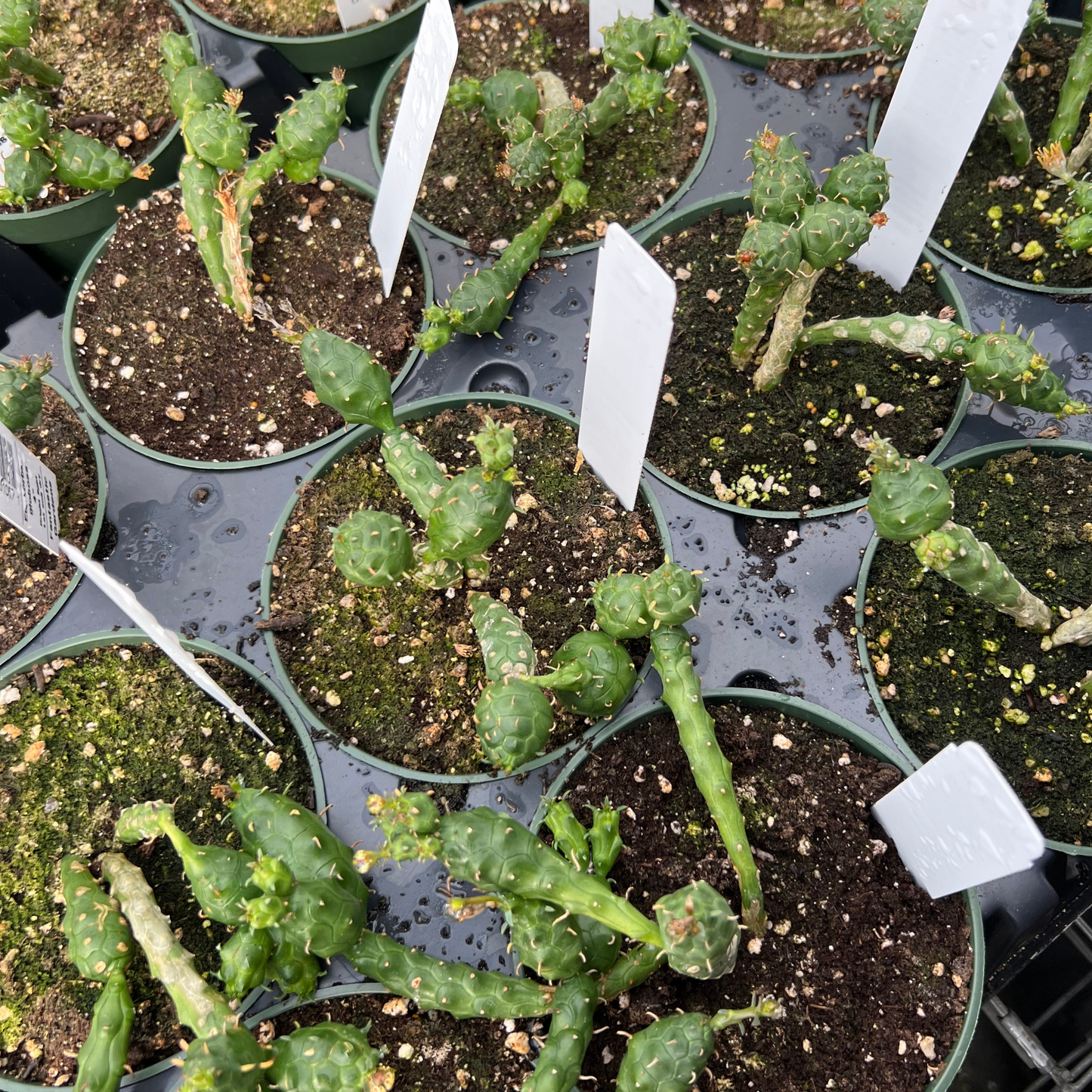 Euphorbia globosa