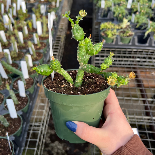 Euphorbia globosa