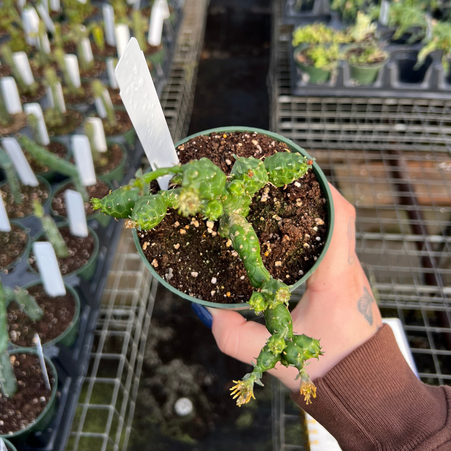 Euphorbia globosa