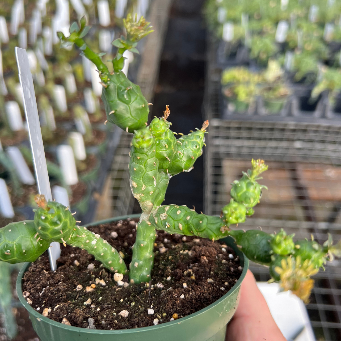 Euphorbia globosa