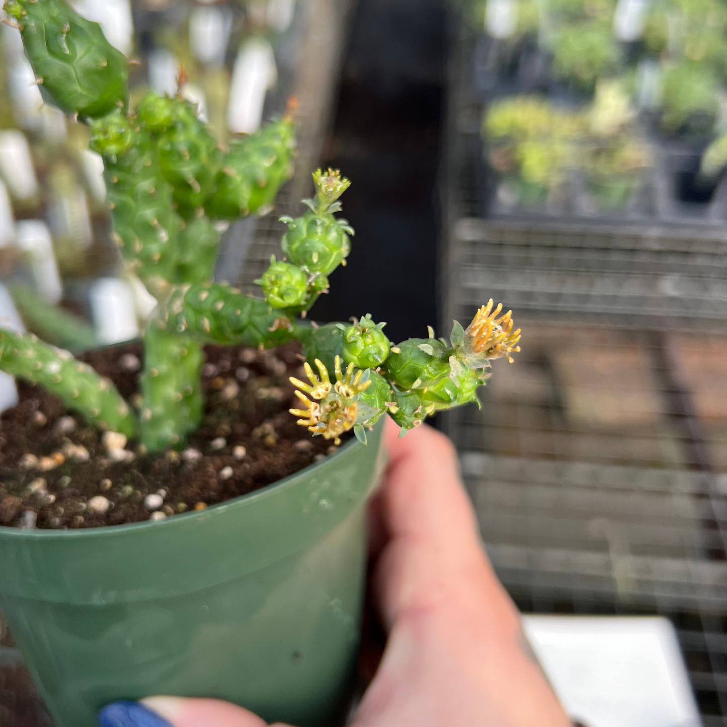 Euphorbia globosa