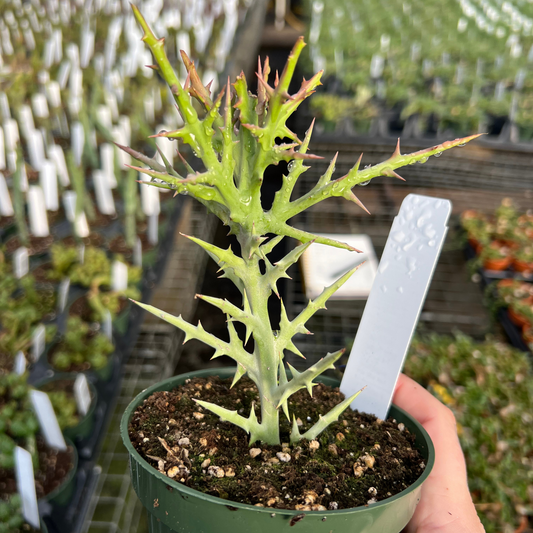 Euphorbia stenoclada 'Silver Thicket'