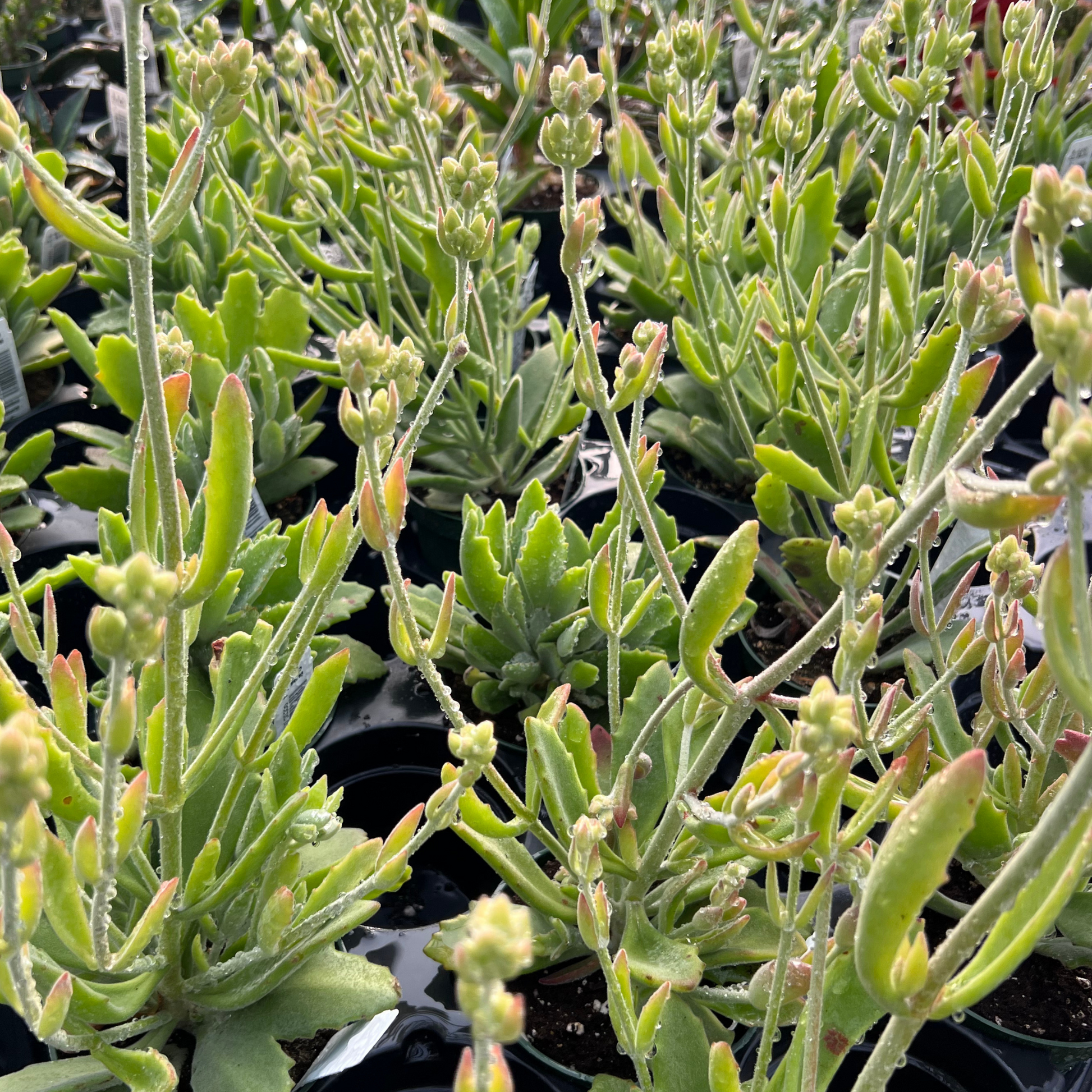 behartii succulent Kalanchoe behartii