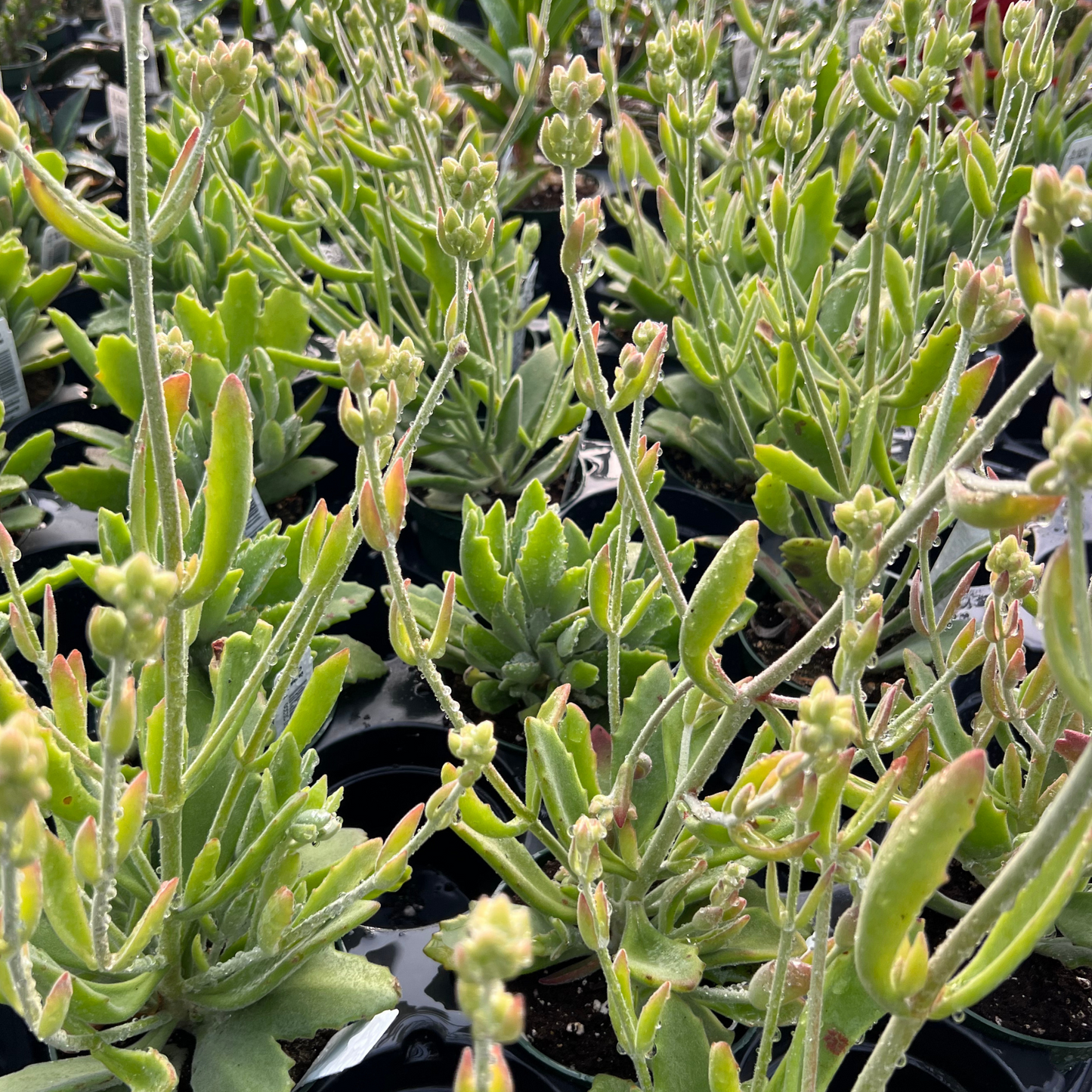 Kalanchoe behartii