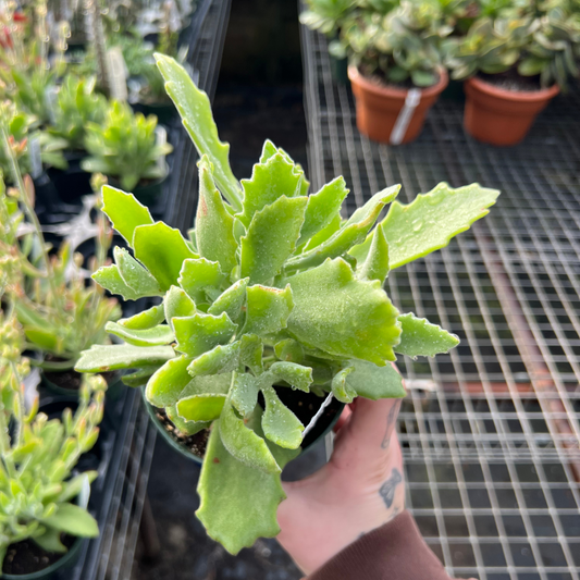 Kalanchoe behartii