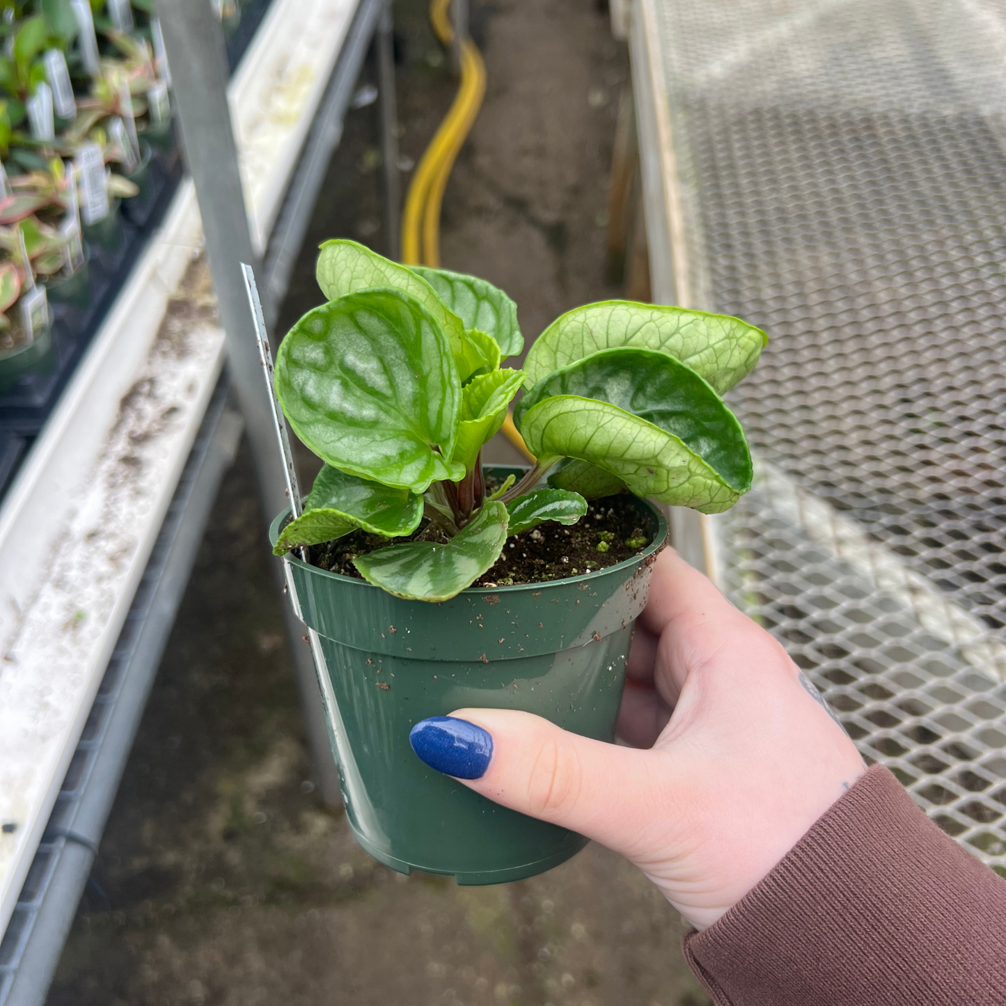 Peperomia 'Ecuador'