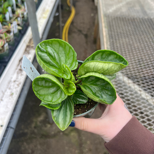 Peperomia 'Ecuador'