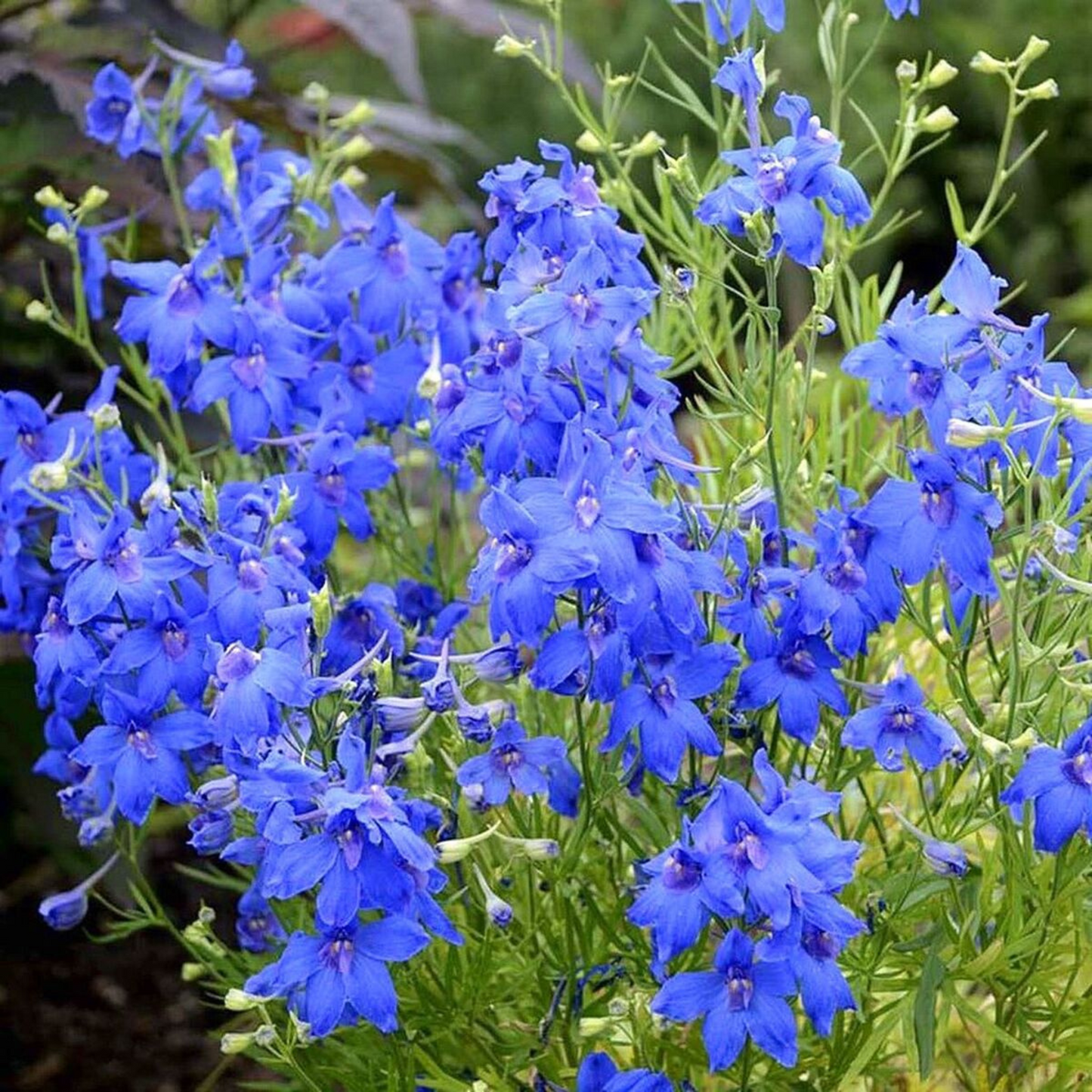 Delphinium grandiflorum Blue Mirror